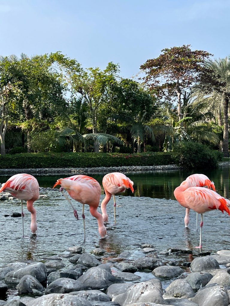 Alexandra Lapp enjoys an amazing holiday at the RITZ-CARLTON Bahrain right after Christmas and welcomed 2022. 